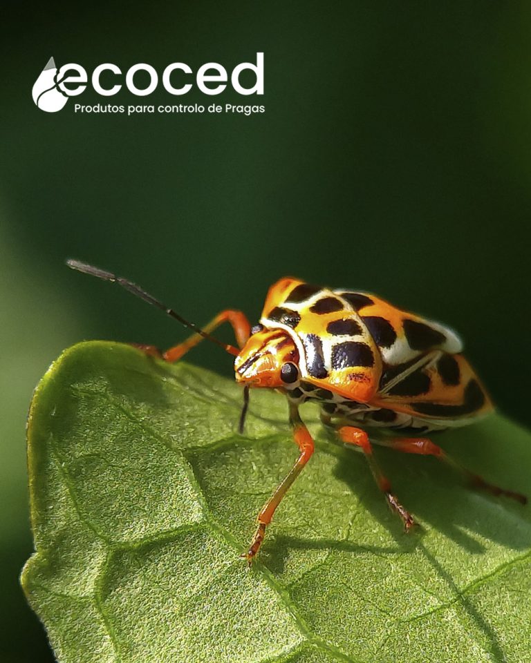 ecoced-destaque